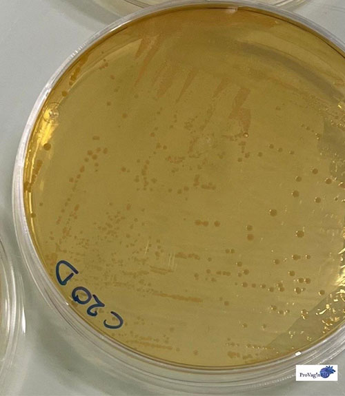 Aislamiento de bacterias �cido l�cticas a partir de muestras nasofar�ngeas de peque�os rumiantes