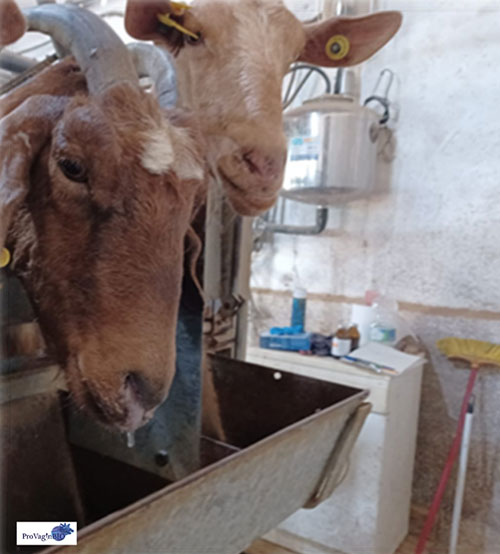 Cabras presentes en brote caprino de fiebre Q, positivas a qPCR de �Coxiella burnetii� en muestra nasofar�ngeas (Toledo-Perona et al., 2025)...