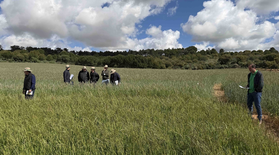 Gowan Espa�ola est� realizando el seguimiento de parcelas para evaluar el comportamiento de diferentes estrategias herbicidas en condiciones reales...