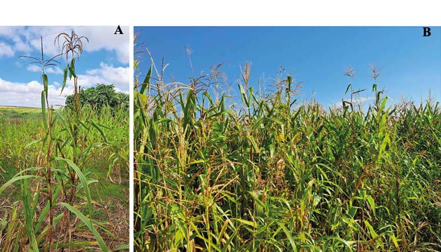 Foto 1. A) Teosinte, pariente silvestre del ma�z y, B) plantas de teosinte creciendo en un campo de ma�z en el Valle del Ebro...
