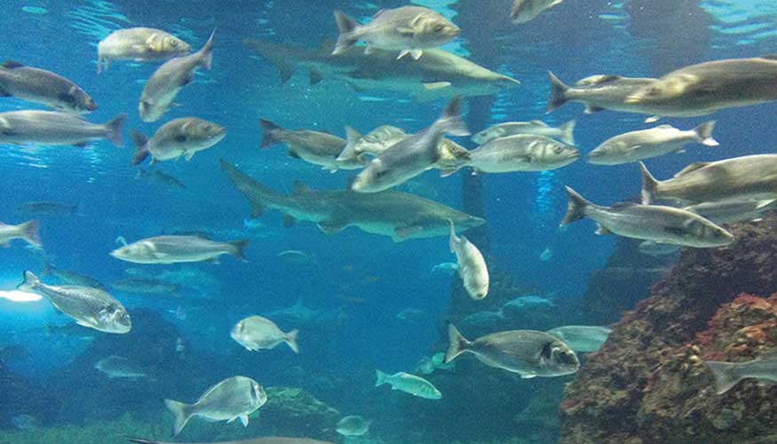 Peces en un acuario. Foto: Merc� Fern�ndez