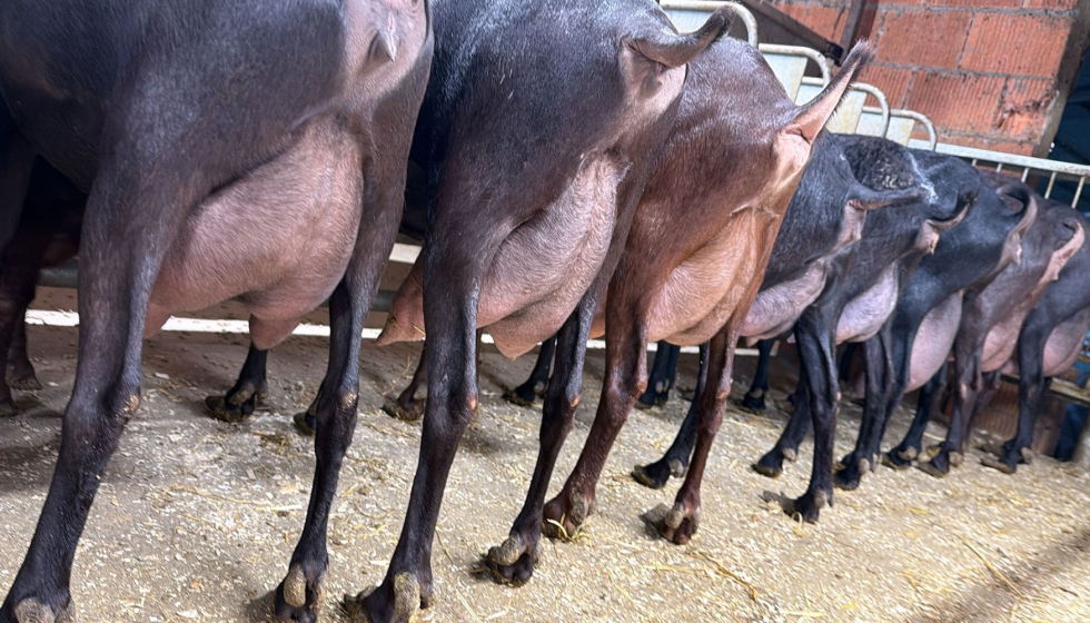 Cabras de raza Murciano-Granadina en una explotaci�n