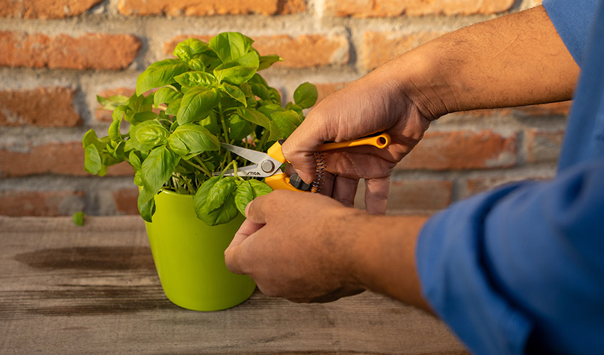 El 84% de los jardineros urbanos espa�oles considera que la jardiner�a contribuye a mejorar su bienestar diario