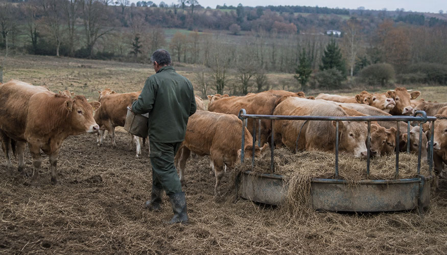 Explotaci�n de vacuno de carne