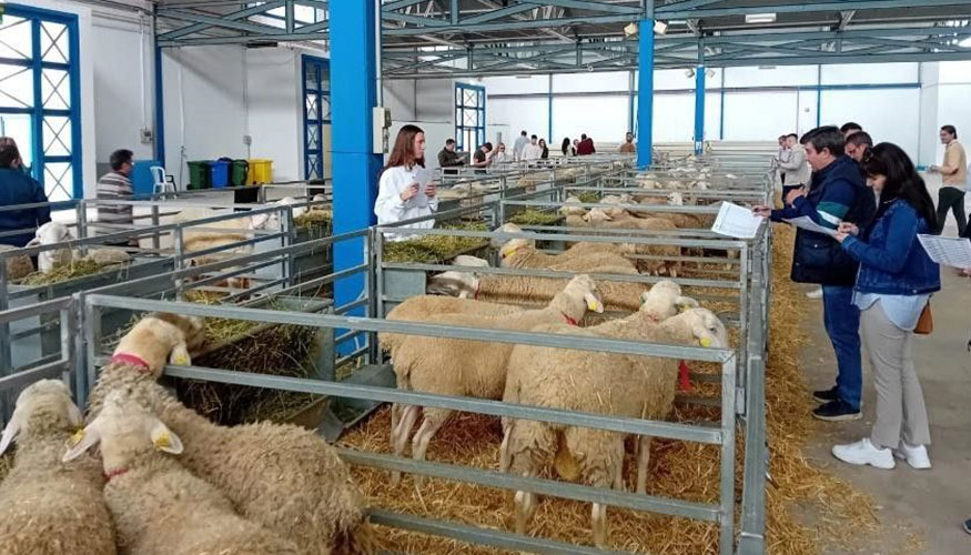 Subasta de sementales de la raza ovina Manchega