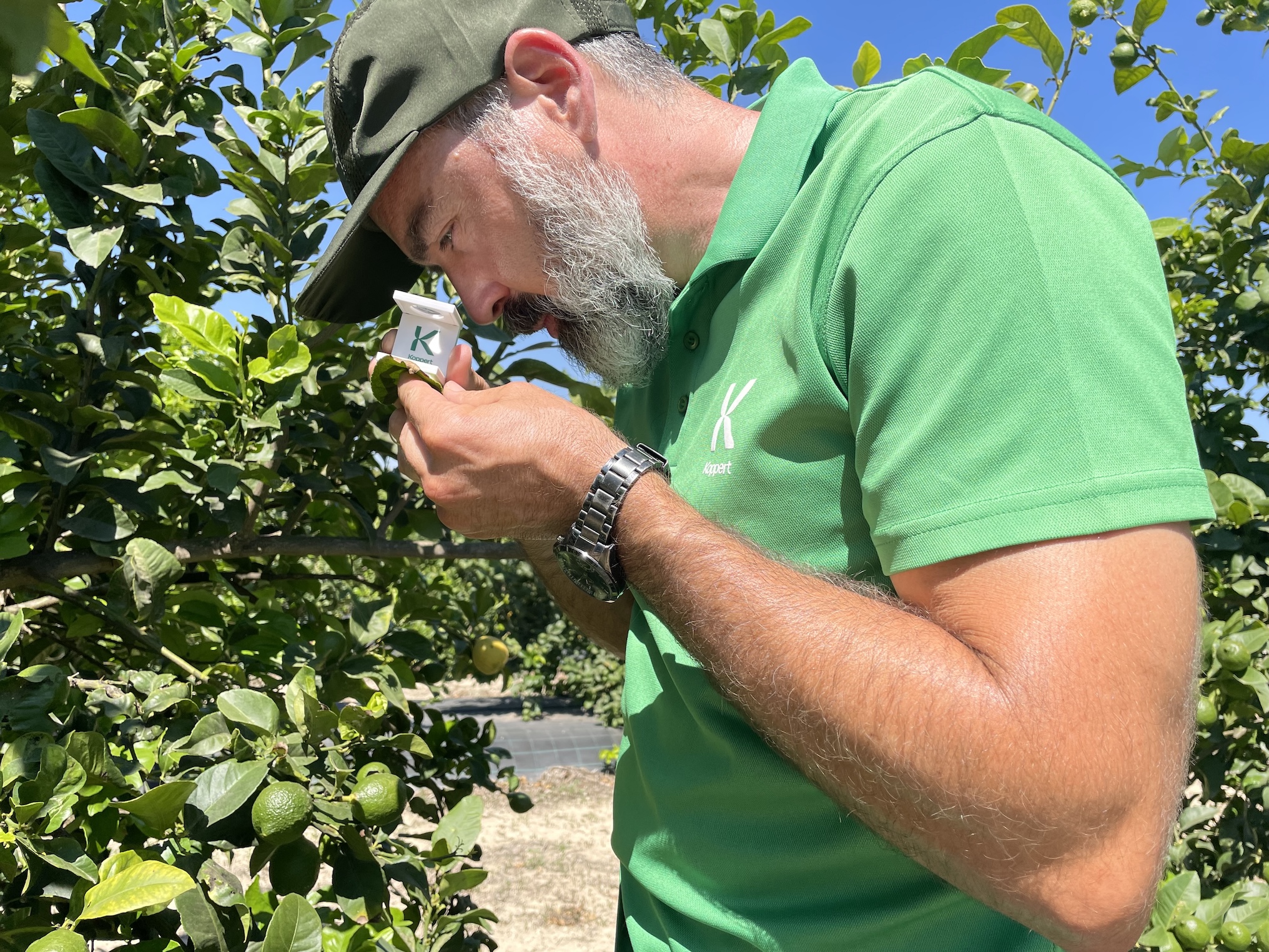 Juan Antonio Escl�pez, experto en c�tricos de Koppert en la Comunidad Valenciana