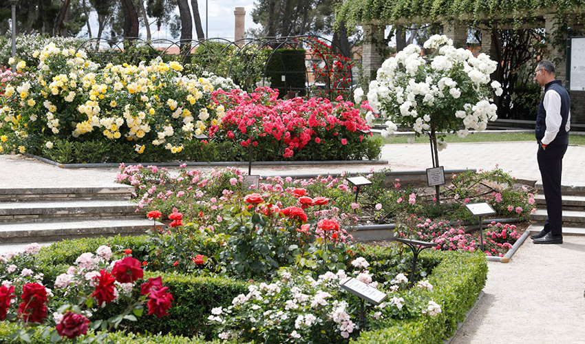 Imagen de archivo de la Rosaleda del parque del Oeste de Madrid