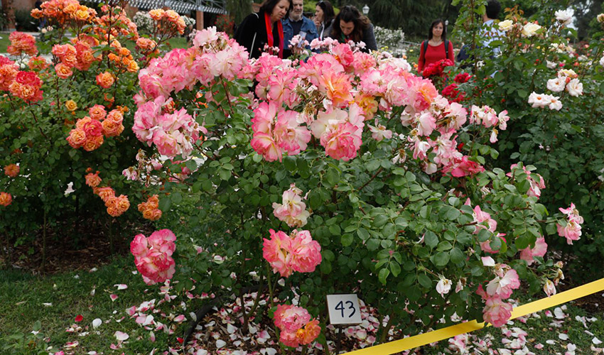 Rosa ganadora del concurso Rosas Nuevas edici�n 2024