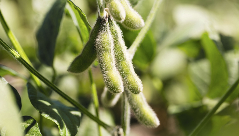Cultivo de soja