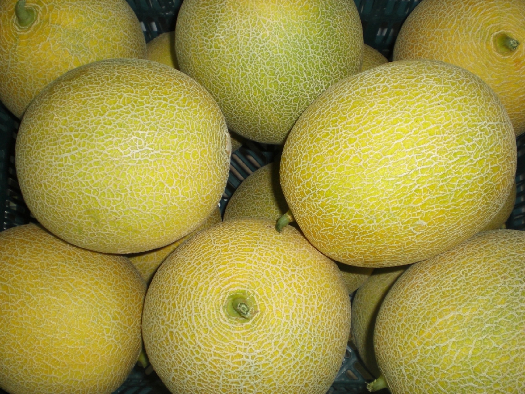 Imagen de melones Galia