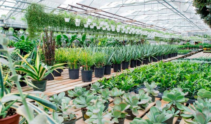 La planta viva contin�a liderando las exportaciones espa�olas del sector ornamental...