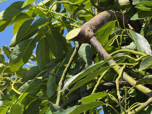 Detalle de la poda