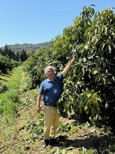 Antonio Poblador, en la finca de aguacates
