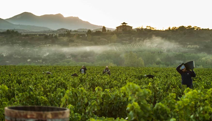 Se amparar� el 90% del rendimiento para las uvas tintas y el 100% para blancas y el exceso de producci�n deber� ser destinado a destilaci�n...