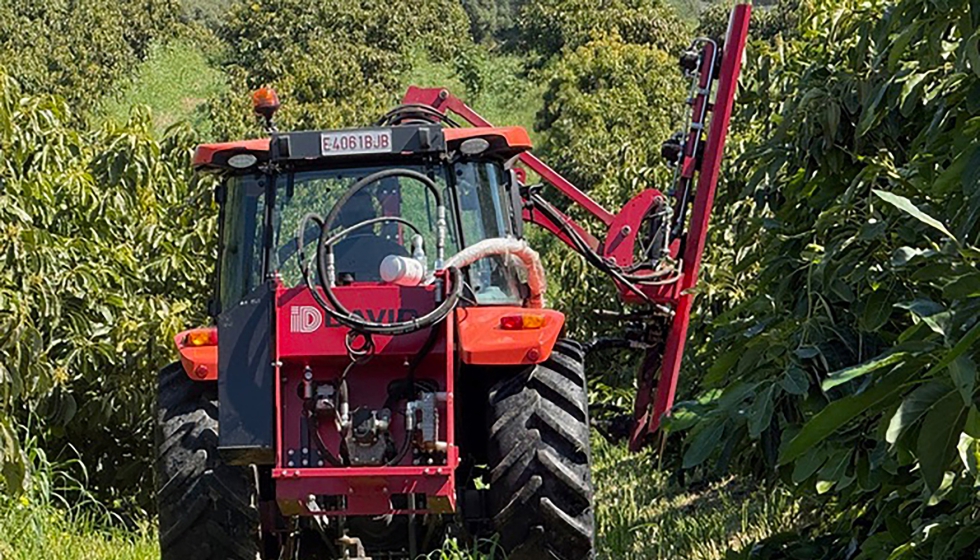 Foto de Revoluci�n en el campo: la Poda Aragonesa se aplica al aguacate por primera vez en el mundo
