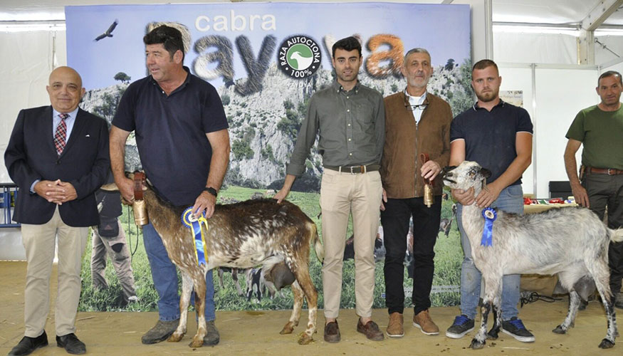 Algunos de los animales premiados en el XI Concurso Morfol�gico Nacional de la Raza Payoya
