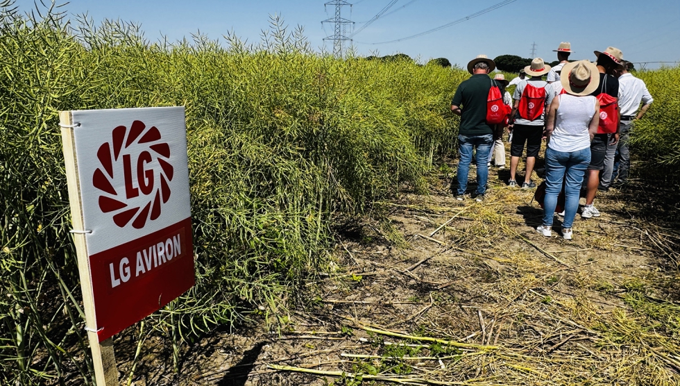 Limagrain es una de las empresas que m�s ha impulsado el desarrollo del cultivo de colza en Espa�a