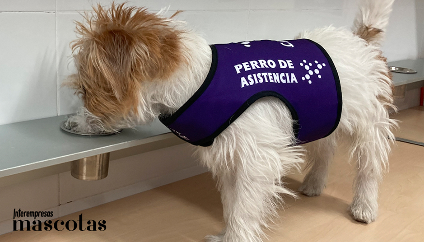 Un perro de alerta m�dica es un animal especialmente seleccionado para detectar y avisar con antelaci�n sobre ciertos eventos cr�ticos relacionados...