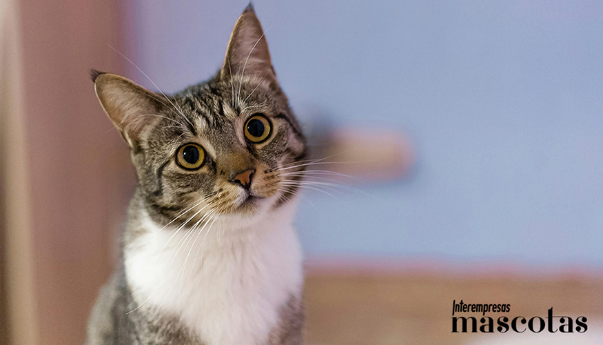 Casi 3 de cada 10 due�os reconocen que sus gatos necesitaron varias semanas para adaptarse a su nuevo hogar...