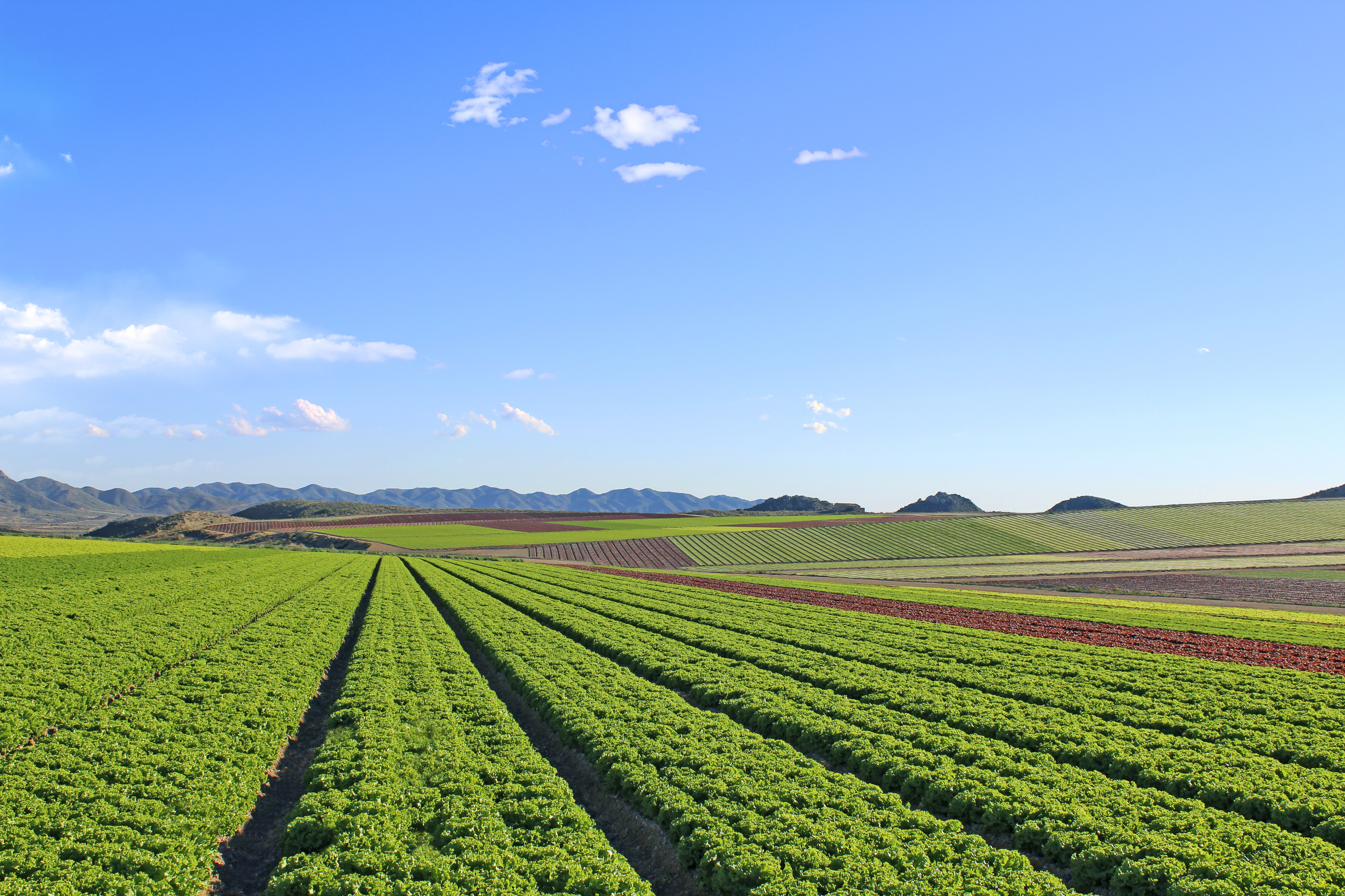Imagen de una de las fincas de Primaflor