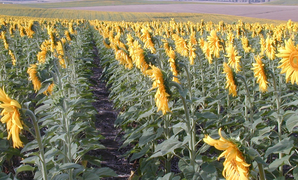 En 2026, Sevilla vuelve a ser la provincia andaluza con mayor superficie de cultivo en la comunidad aut�noma