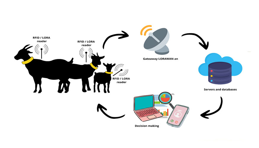 Figura 1. Esquema representativo del flujo de datos desde la granja hasta la plataforma digital