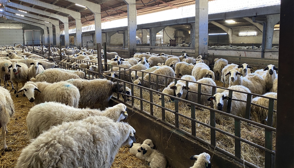 Ejemplares de la raza ovina Churra