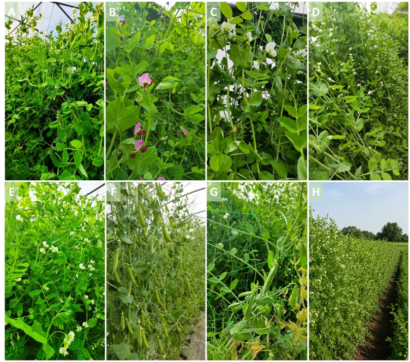 Figura 3. Diversidad morfol�gica de las variedades tradicionales evaluadas en GUIPROGAL y validaci�n del cultivo en condiciones extensivas...