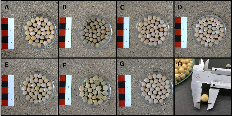 Figura 5. Diversidad morfol�gica y tama�o de grano de las variedades evaluadas en GUIPROGAL. (A) PSM-0061. (B) PSM-0098. (C) PSM-0127. (D) PSM-0247...