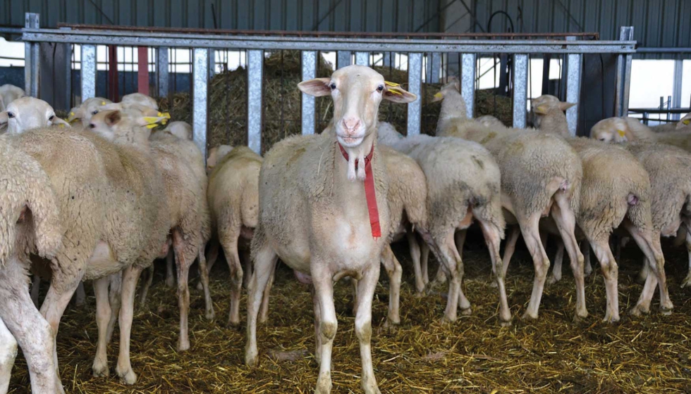 Foto de Anafric reunir� al sector ovino-caprino en Cuenca para abordar los retos de futuro