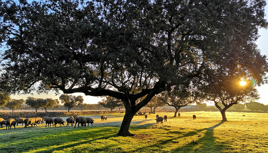 Paisaje de dehesa