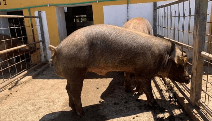 Ejemplar porcino de raza Duroc
