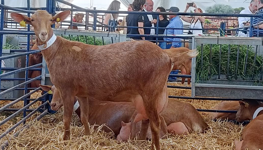 Ejemplares de Cabra Malague�a en Agrogant