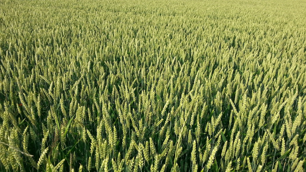 La industria europea de piensos utiliza crecientemente el An�lisis de Ciclo de Vida (ACV) para calcular las huellas ambientales de sus formulaciones...