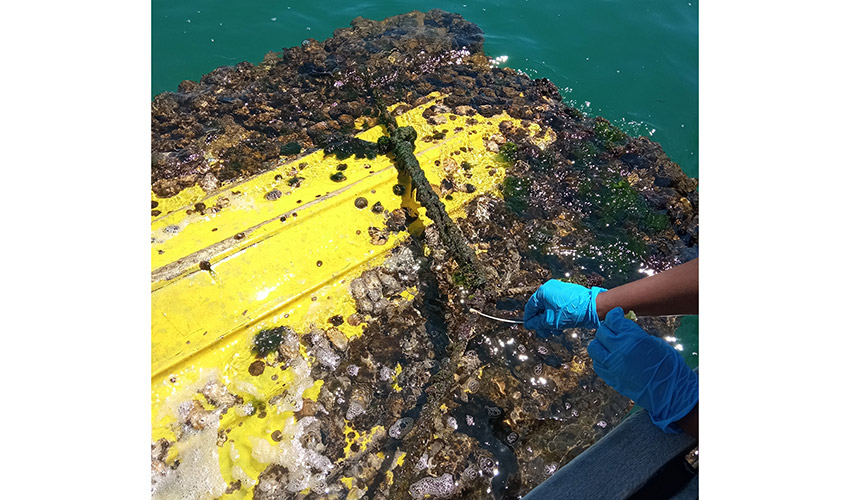 Investigadores del proyecto ENDFOULING trabajan en el desarrollo de soluciones biol�gicas para reducir el biofouling en embarcaciones y transformar...