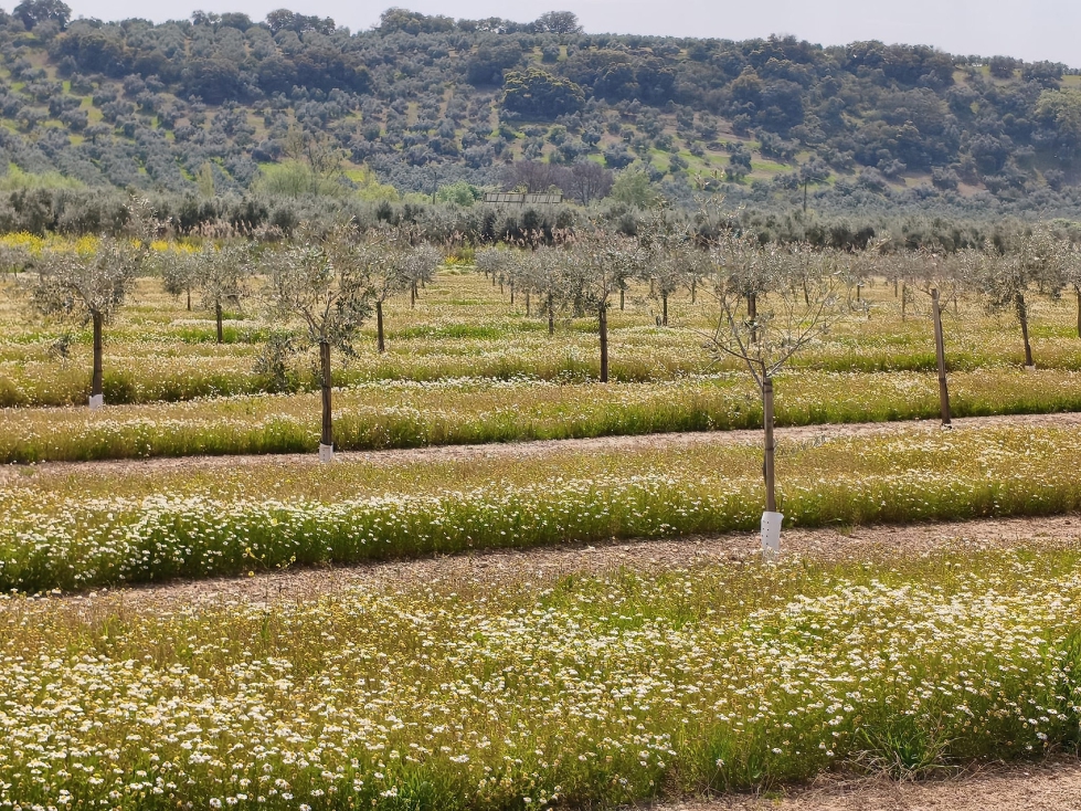 Ejemplo de cubierta vegetal espont�nea en una plantaci�n joven de olivar