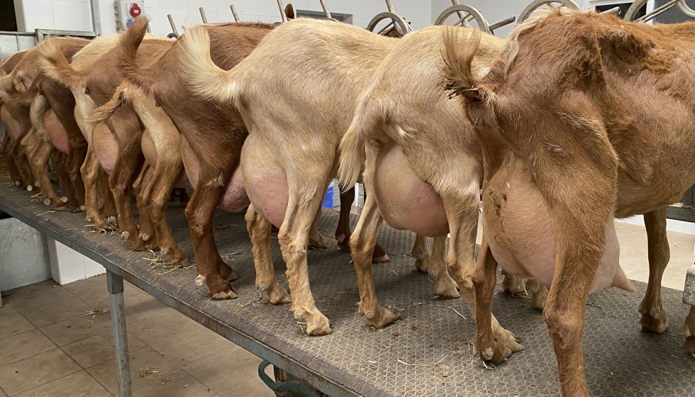 Cabras de raza Malague�a en posici�n de orde�o