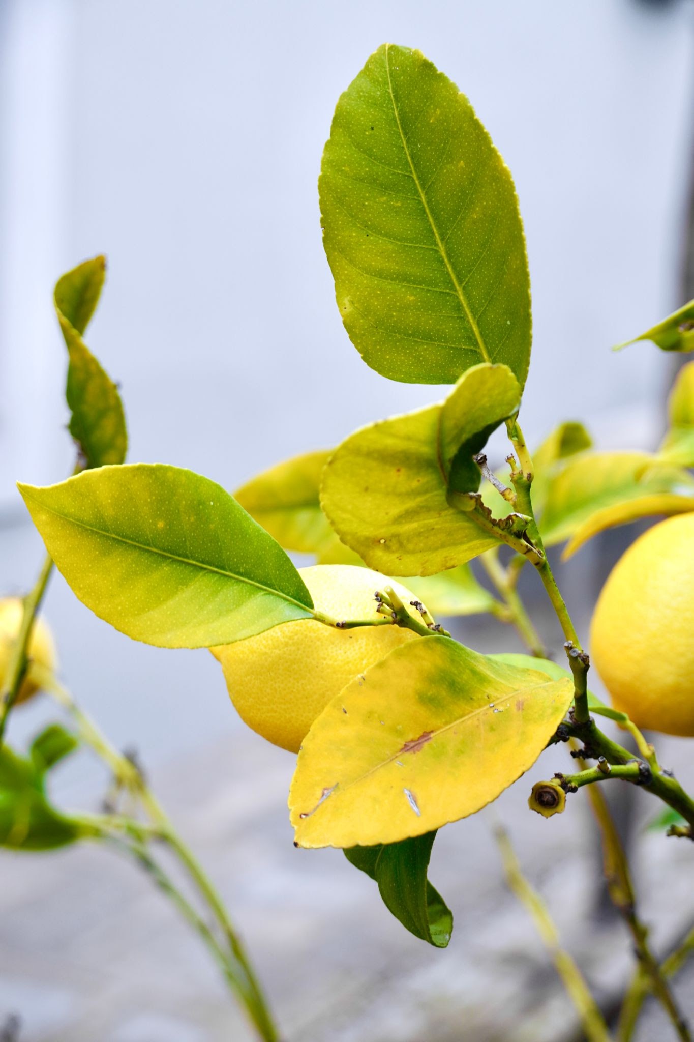 La decoloraci�n amarilla en los nervios de la hoja de un limonero es la sintomatolog�a t�pica del CYVCV