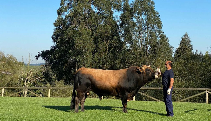 Ejemplar de la raza Asturiana de los Valles