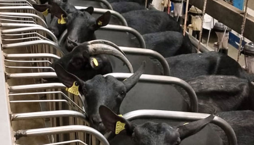 Orde�o de cabras de raza Murciano-Granadina