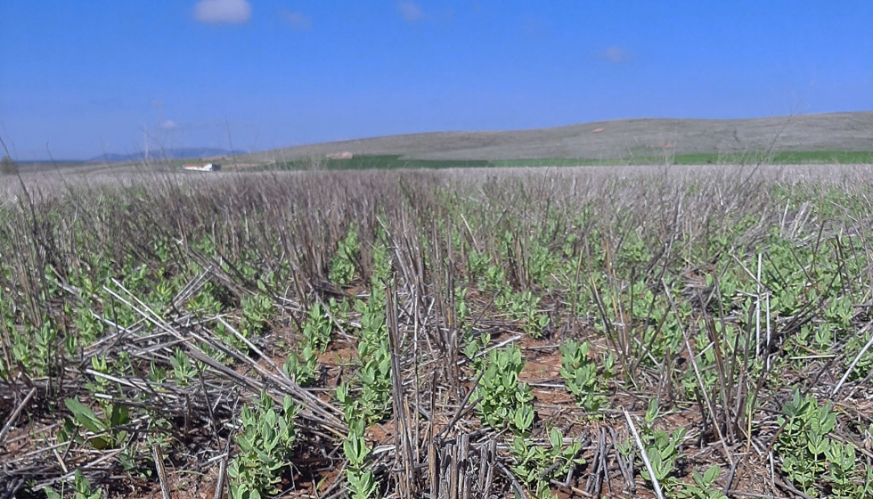 Cultivo de guisantes sobre trigo en siembra directa