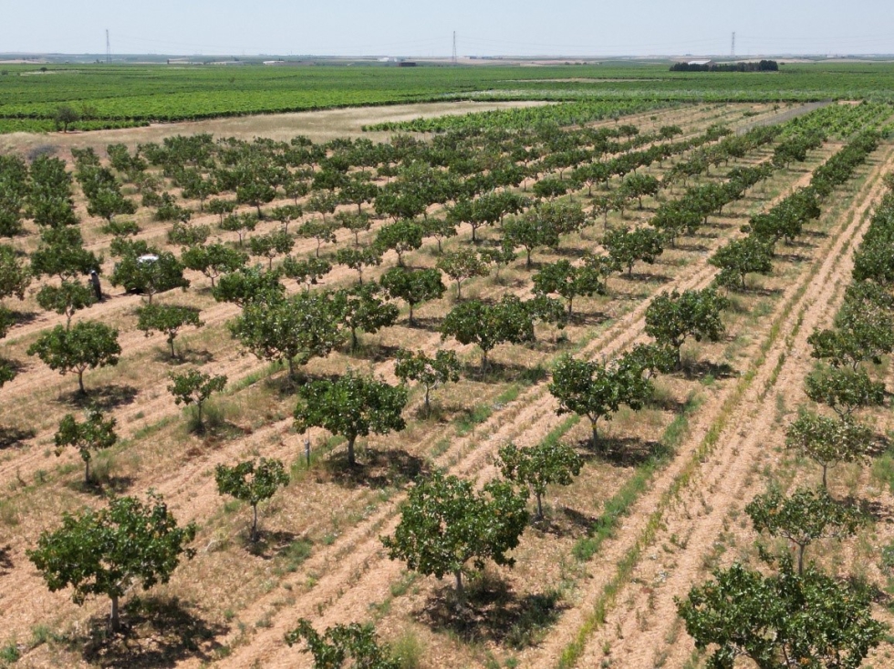 Este a�o entrar�n en producci�n cerca de 7.000 hect�reas que se plantaron hace cinco o seis a�os en Espa�a