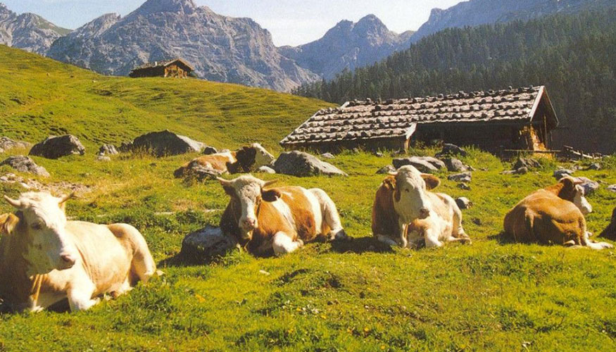 Ejemplares de la raza Fleckvieh-Simmental