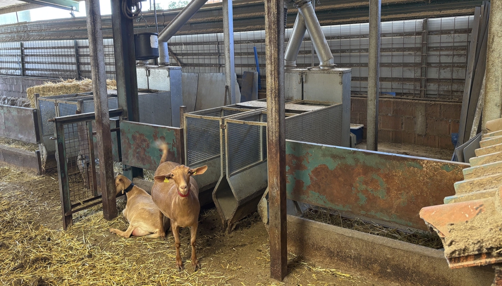 Unas cabras se sit�an junto a unas de las estaciones de alimentaci�n individualizada