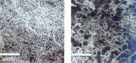 Izda., small cell and uniforms of the MuCell process. To the right., material foamed by conventional method