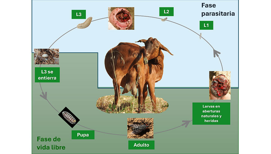 Figura 1. Ciclo biol�gico de W. magnifica' La hembra adulta deposita las larvas de primer estadio sobre heridas o aberturas naturales...