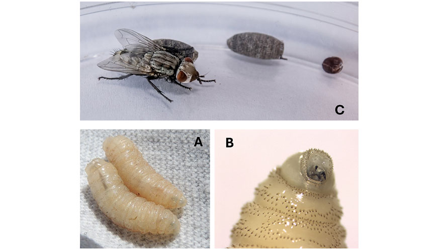 Figura 4. W. magnifica. Larvas de tercer estadio (A) y detalle de la regi�n cef�lica de �stas, observado a la lupa (B)...