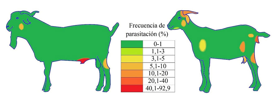 Figura 5. Representaci�n gr�fica de la frecuencia de parasitaci�n (%) de las distintas regiones anat�micas de los machos (A) y de las hembras (B)...
