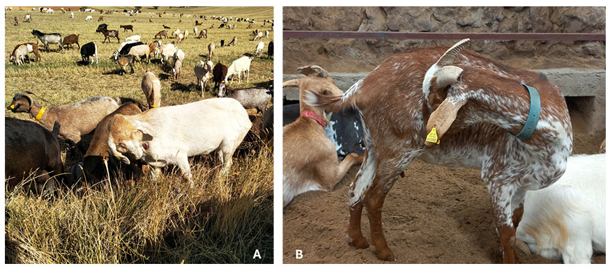 Figura 6. Las miasis provocan malestar en los animales, alterando su comportamiento, mostrando nerviosismo y movimientos r�pidos de cola...
