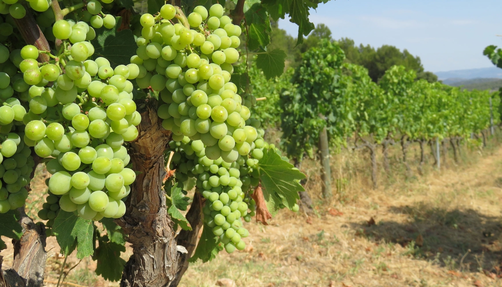La UCO y la DOP Montilla-Moriles crean un sistema de alertas que prev� la aparici�n de mildiu